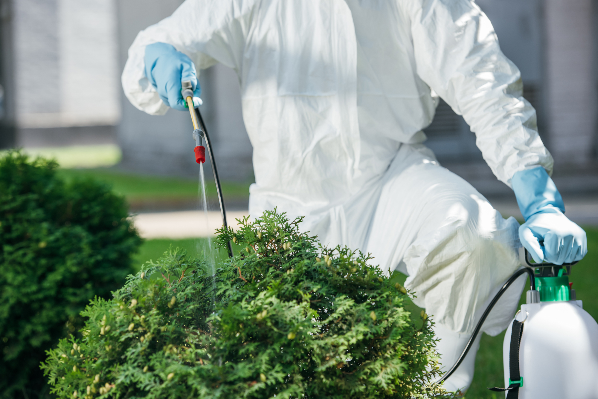 Managing pests and diseases in ornamental plants
