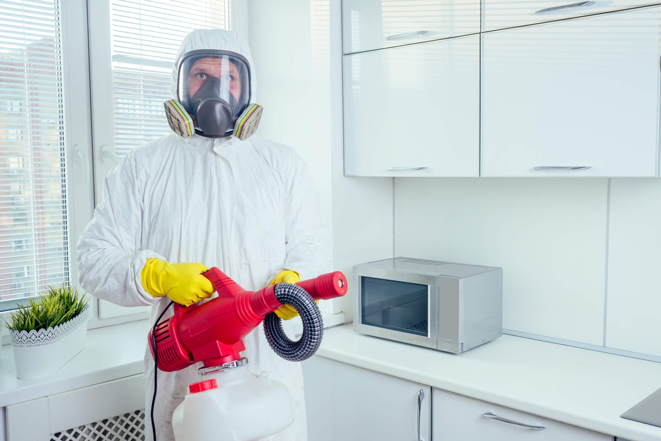Home pest control – effectively dealing with insects and rodents