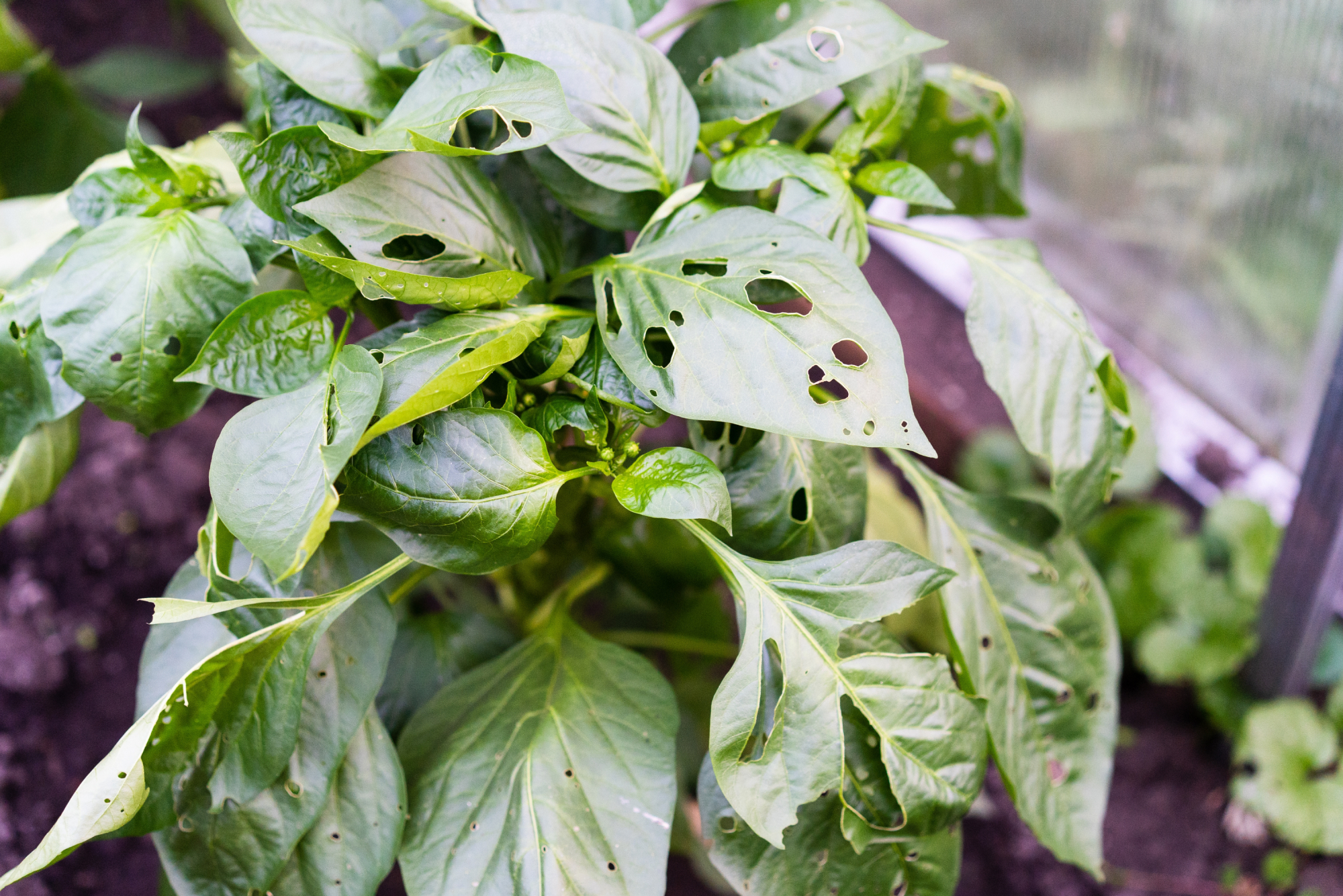 The role of predatory insects in pest control in organic farming